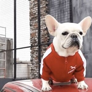 Dogs Sweatshirt Jacket Cats Clothes Coat Apparel Warm‎ Small Clothing